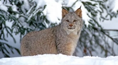 Lynx: zanimljive činjenice o divljini mačke